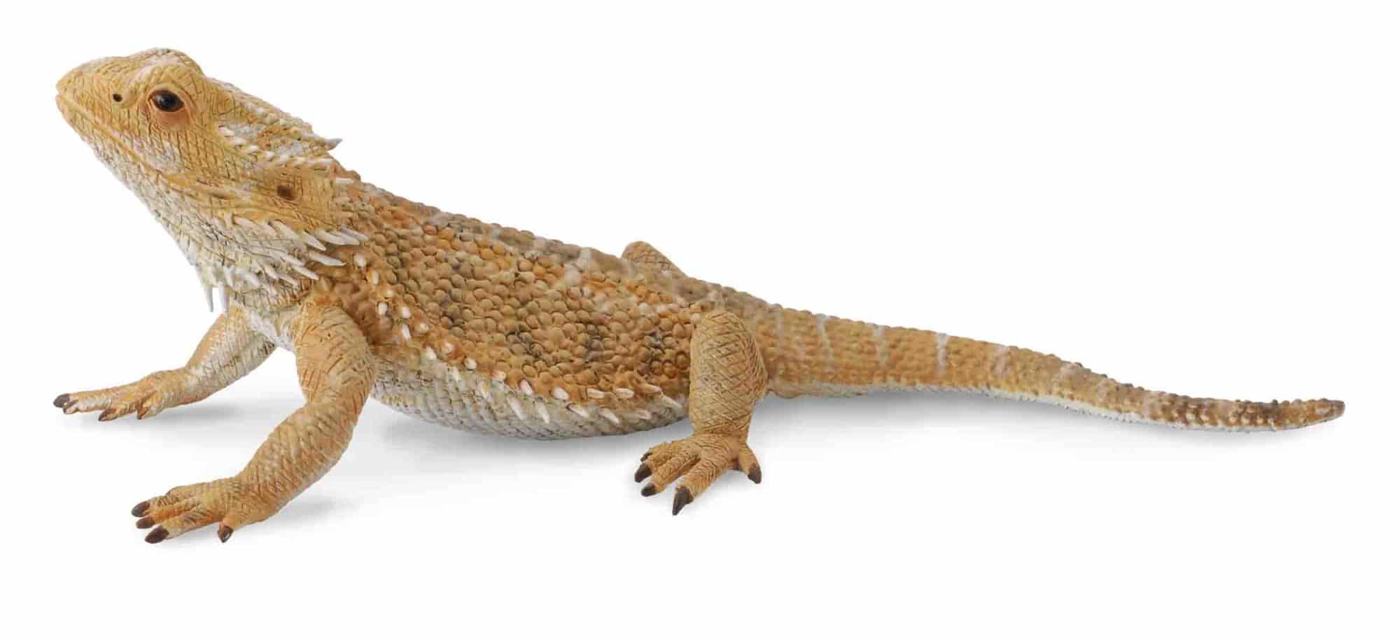 Bearded Dragon Lizard Model By CollectA 88567 Redworld Toys Models